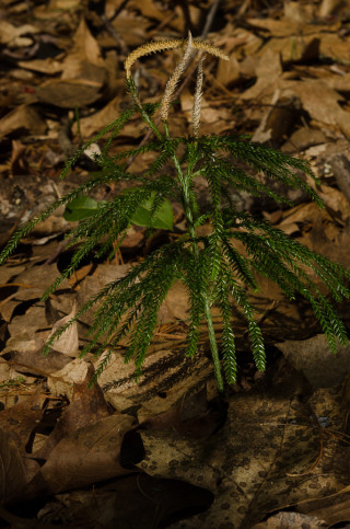 Dendrolycopodium hickeyi (W.H. Wagner, Beitel & R.C. Moran) A. Haines (aka Hickey's Tree-Clubmoss)