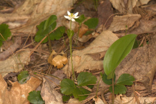 Coptis trifolia, Three-Leaved Goldthread