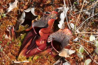 Sarracenia purpurea, purple pitcher plant