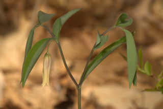 Uvularia sessilifolia, Sessile Leaved Bellwort
