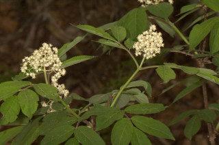 Sambucus racemosa, Red Elderberry