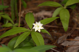 Lysimachia borealis, Starflower