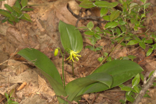Clintonia borealis, Yellow Blue Bead Lily